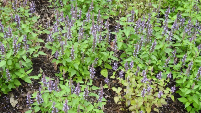 agastache_Astello_I_swIjvmGgNw65