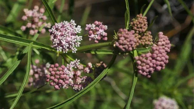 Asclepias_fascicularis