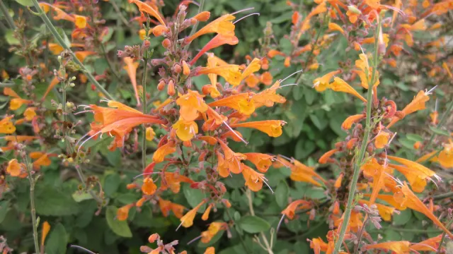 Agastache aurantiaca