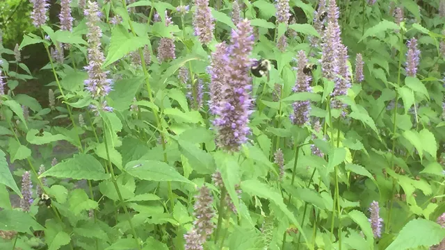 Agastache Foeniculum Bumblebees_on_anise_hyssop