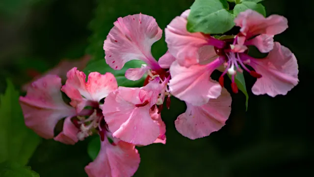 clarkia-unguiculata-5453863_1920