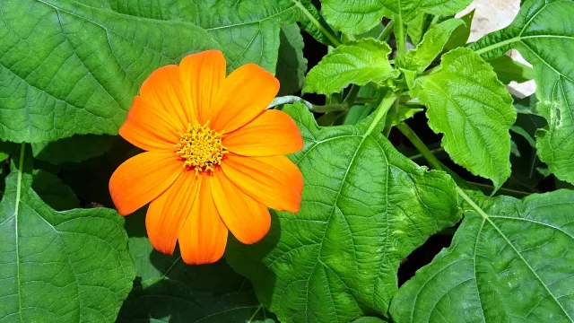 Tithonia Rotundifolia
