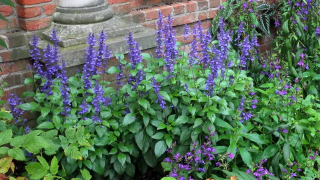 Salvia Mystic Spires