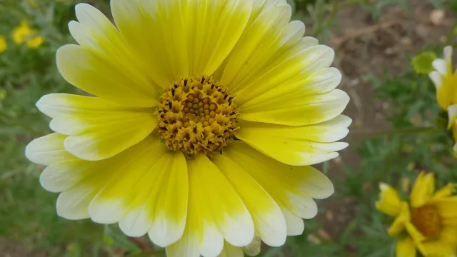 Layia_platyglossa_'Tidy_Tips'_(Compositae)_flower