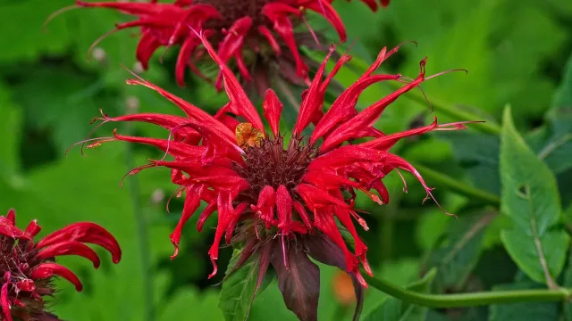 Monarda didyma