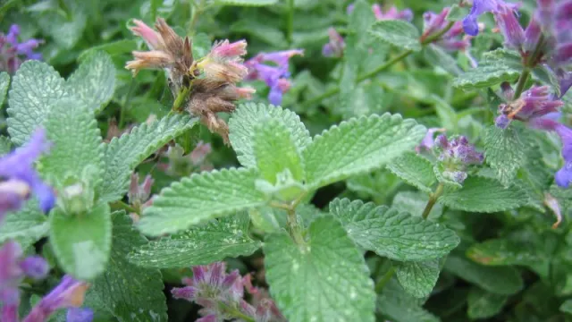 Nepeta_mussinii_blatt