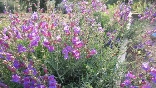 Penstemon_heterophyllus_image13