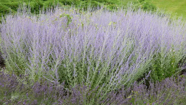 Perovskia atriplicifolia