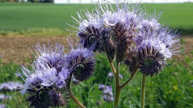 Phacelia_(Phacelia_tanacetifolia)