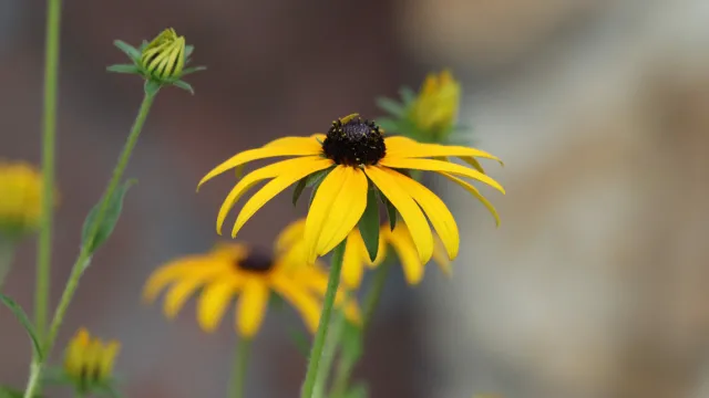rudbeckia-hirta-4391320_1280