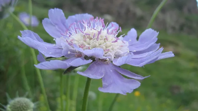 Scabiosa_caucasica