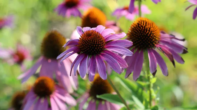 Echinacea purpurea