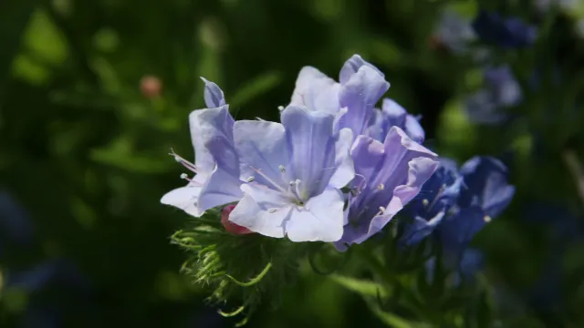 Echium_lycopsis_Blue_Bedder_2zz