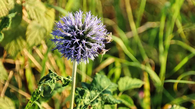 Echinops bannaticus Blue Glow