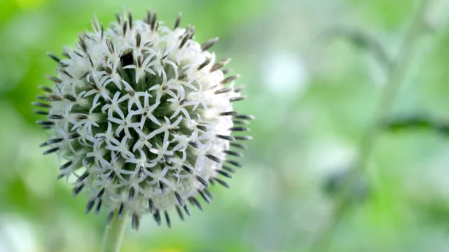 echinops-bannaticus star frost