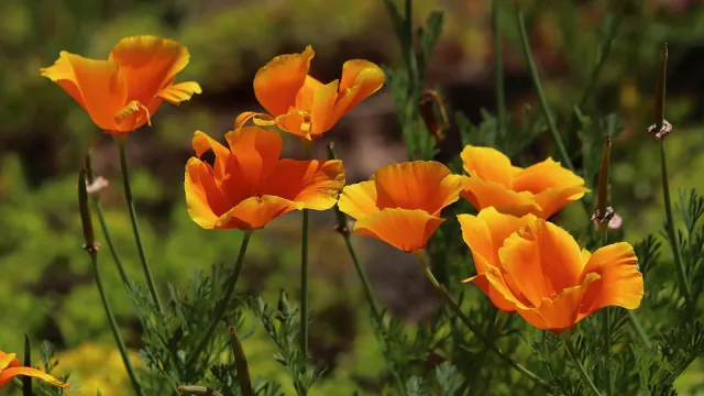 Gold-Poppy-California-Eschscholtzie-Kappenmohn-4301885