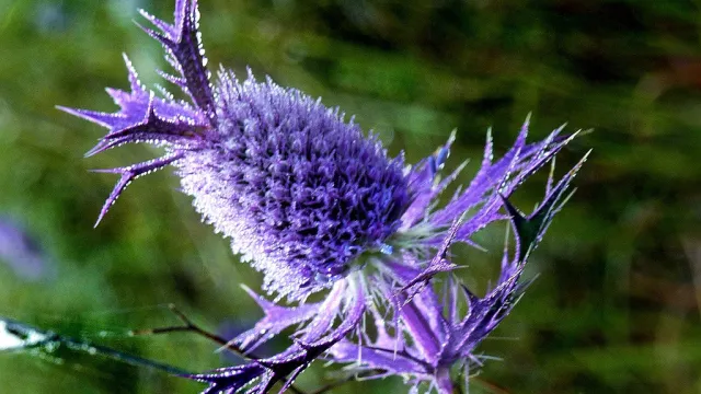 Eryngium leavenworthii