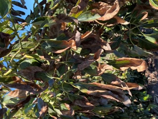 avocado salt damage 2