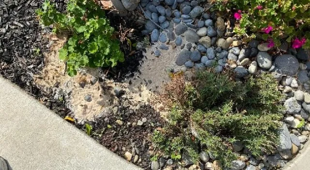 photo by Dave Bellamy