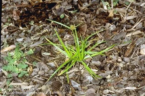 Mature yellow nutsedge plant (Credit: Jack Kelly Clark)