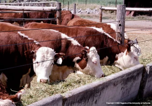 Beef cattle feeding on hay from a trough.