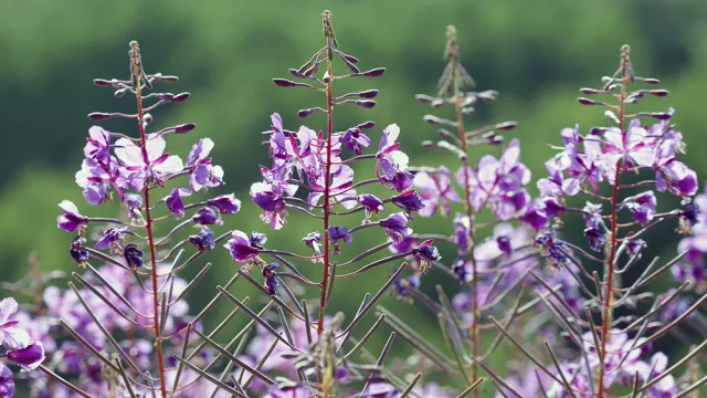 Chamerion_angustifolium_(Epilobium_angustifolium)-_Fireweed_-_Yak?otu_3
