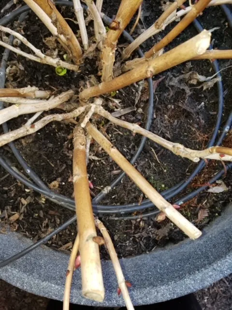 Pruned hydrangea. photos by Launa Herrmann