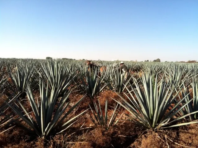 photo credit Randall Metting