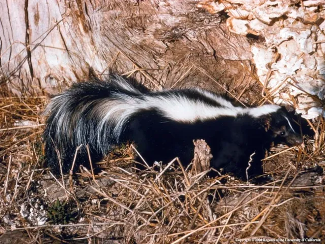 photo by Joseph DiTomaso