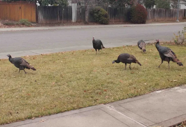 Wild turkeys in a north Chico neighborhood, J.H. Connell