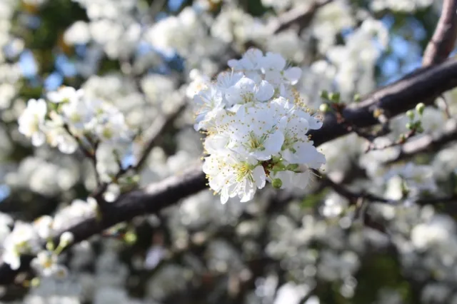 Pluot blossoms. photos by Brenda Altman