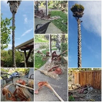 photo compilations by Nancy Forrest