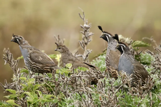 California quail