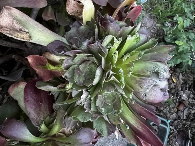 The damage. photos by Jennifer Baumbach