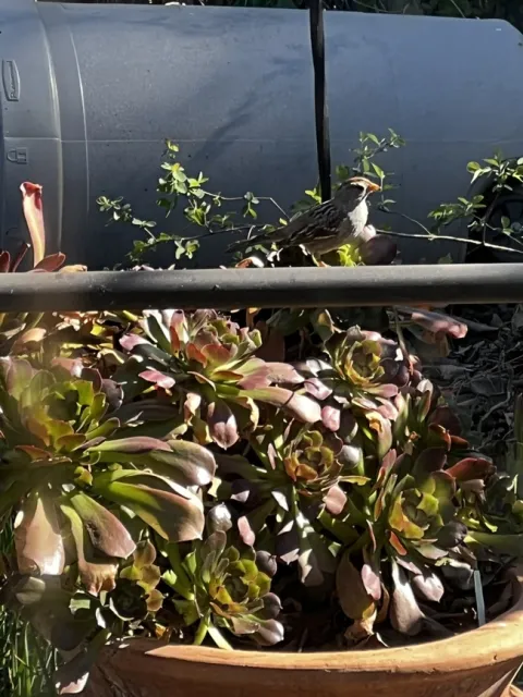 The little culprits.