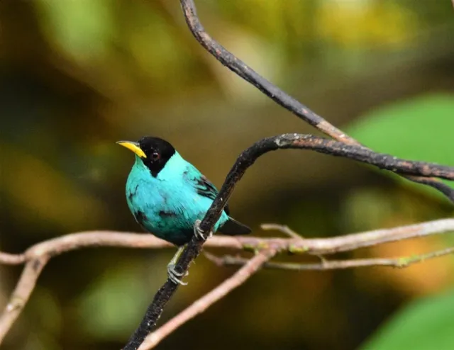 A male Green Honeycreeper - the female is green