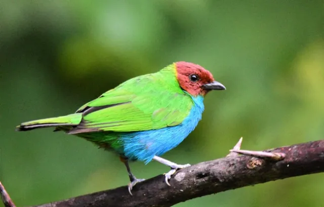 Bay headed tanager