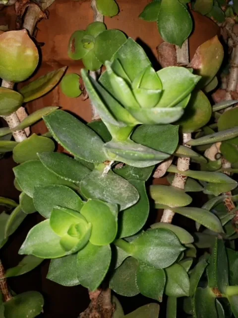 photos by Launa Herrmann