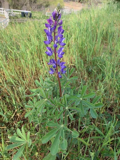 photos by Teresa Lavell