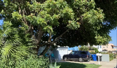 properly selected and placed urban trees cool urban heat islands. Prioritize water use for them over annuals and other shorter-lived plants.