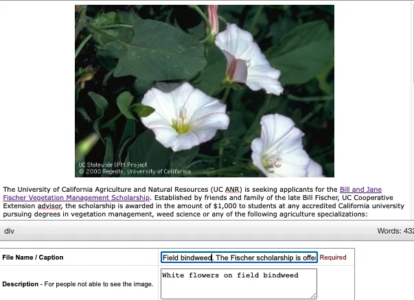 Field bindweed photo with text reading