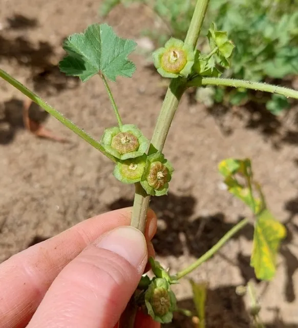 mallow fruits closeup