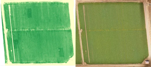 Nitrogen rich reference zones
