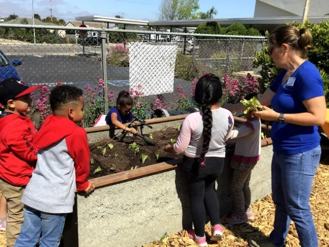 Young children around a garden bed filled with dirt and small lettuce seedlings. A teacher in the background points