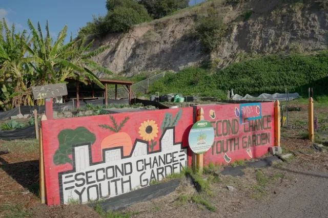 El huerto a cargo de jóvenes ha entregado 10 mil toneladas de frutas y verduras a familias que han requerido ayuda durante la pandemia.