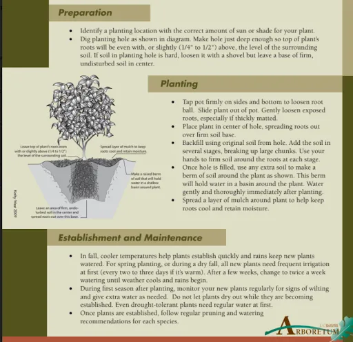 Shrub planting instructions-UC Davis Arboretum