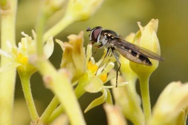 hover fly avocado flower