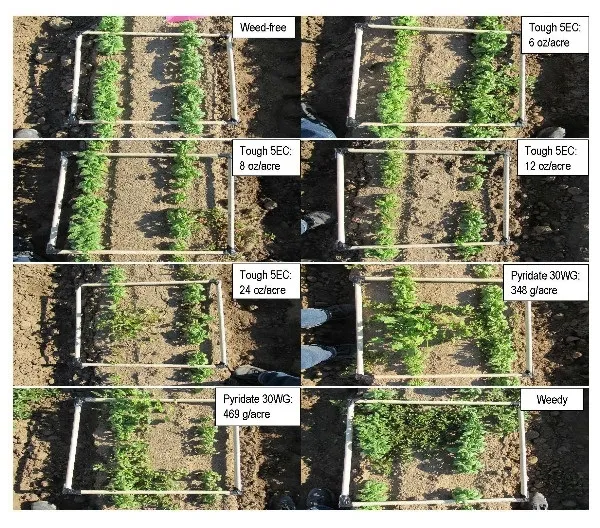 Quadratic pictures of basil foliage taken at 3 DAA in Field A in Modesto, CA