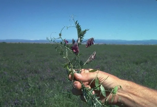 Vetch, Vicia spp. (photo UC SAREP)
