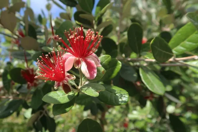 Feijoa flowers, Joe Connell